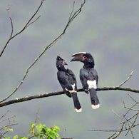 Trumpeter Hornbill