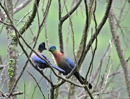 Purple-crested Lourie