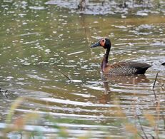 White-faced Duck