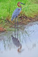 Goliath Heron