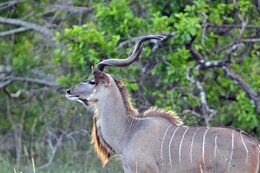 Kudu