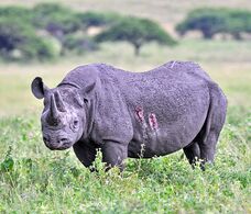 Black Rhinoceros
