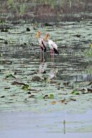 Yellow-billed Stork