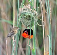Southern Red Bishop