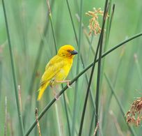 Yellow Weaver