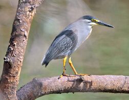 Green-backed Heron