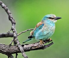 European Roller