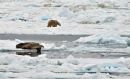 Norway Mammals