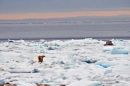 Polar Bear on the ice.