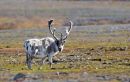 Svalbard Reindeer.