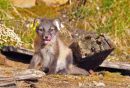 Arctic Fox.
