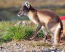 Arctic Fox.