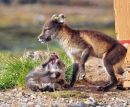 Arctic Fox family.