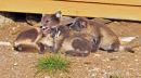 Arctic Fox family.