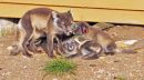 Arctic Fox family playing.