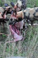 Wild Dog Kill