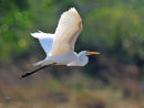 Great Egret.