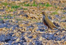 Rufous-bellied Thrush.