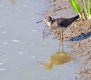 Solitary Sandpiper.