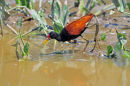 Wattled Jacana.