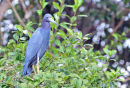 Little Blue Heron.