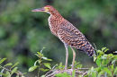Rufescent Tiger-heron.