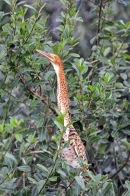 Rufescent Tiger-heron.