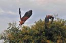 Black Collared Hawk.