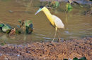 Brazil -  Herons, Spoonbills and Ibises