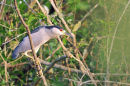 Black-crowned Night Heron.