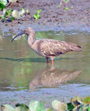 Plumbeous Ibis.