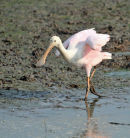Roseate Spoonbill.