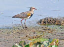 Southern Lapwing.