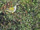 African Green Pigeon