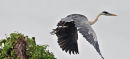 Coci Heron.