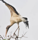 Wood Stork.