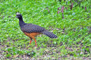 Bare-faced Curassow.