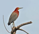 Rufescent Tiger-heron.