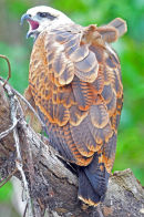 Black Collared Hawk.