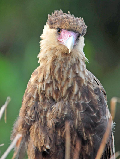 Crested Caracara.