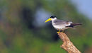 Large-billed Tern.