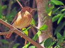 Rufous Hornero.