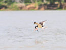 Black Skimmer.