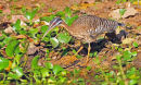 Sunbittern.