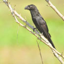Smooth-billed Ani.