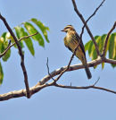 Variegated Flycatcher.