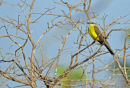 White-throated Kingbird.