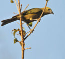 Palm Tanager.
