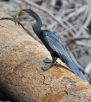 Anhinga.