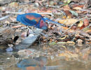 Agami Heron.